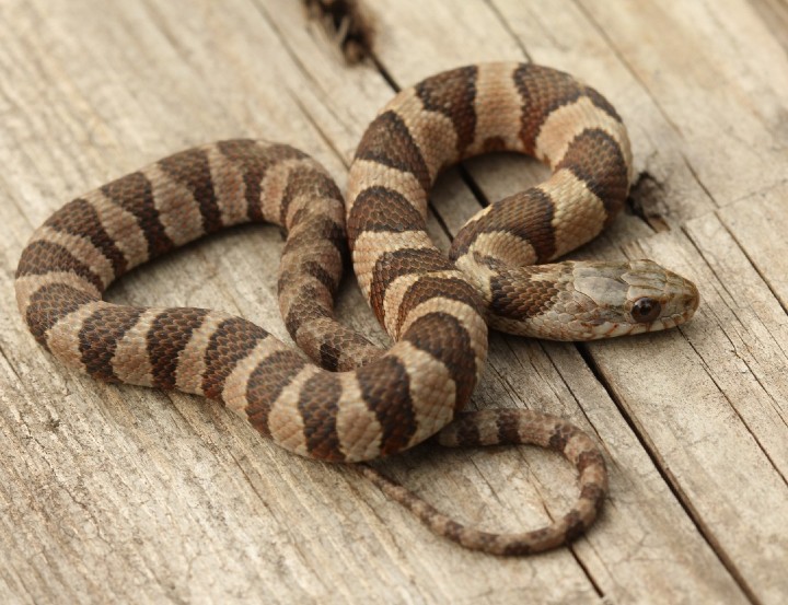 Midland Water Snake